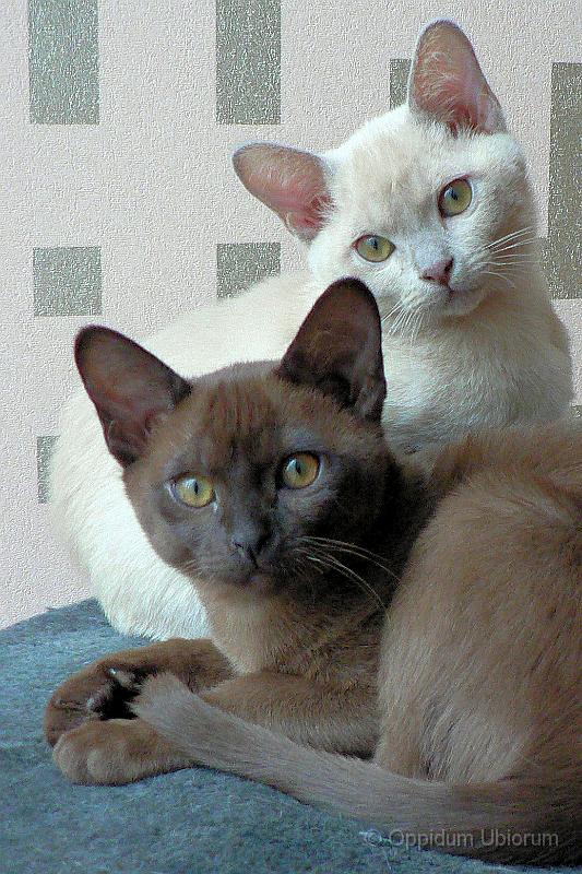 P1100264 perdita, purdey.jpg